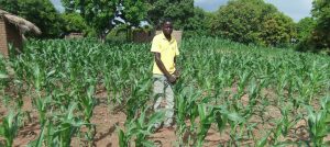 Bauer in Malawi steht inmitten von jungen Maispflanzen. Er lernt im FFF-Projekt Prinzipien der nachhaltige Landwirtschaft